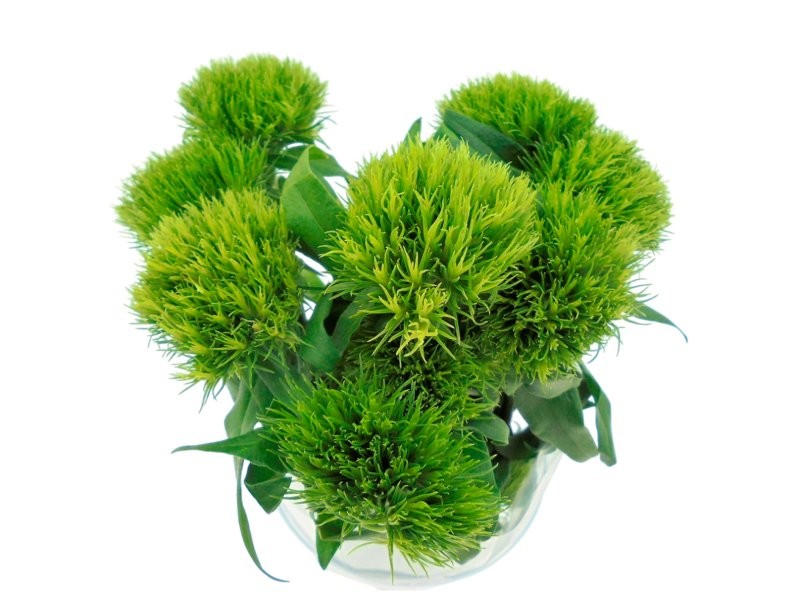 FLOR, DIANTHUS GREEN TRICK 60cm x10 tiges