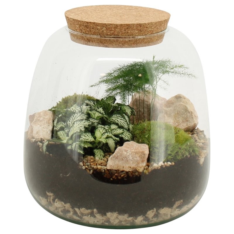 TERRARI PLANTA MINI D19 H20