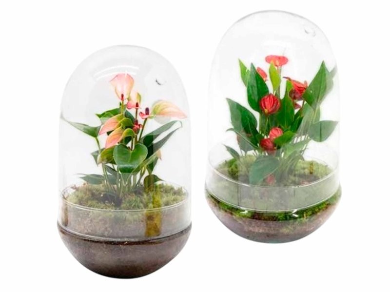 ANTHURIUM  M14 TERRARI VIDRE Millium Mix