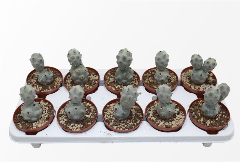 TEPHROCACTUS CALVUS M10 H18