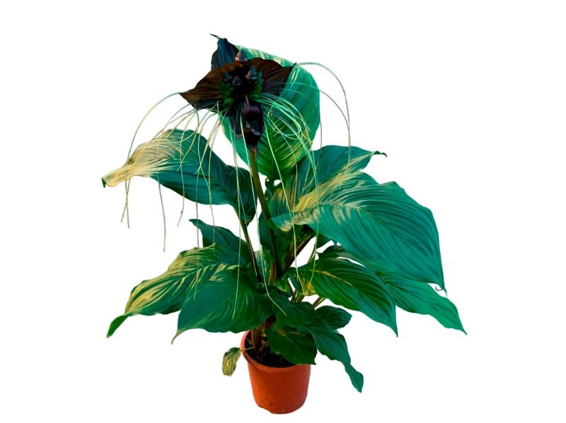 TACCA  M17 H80 orquidia negra
