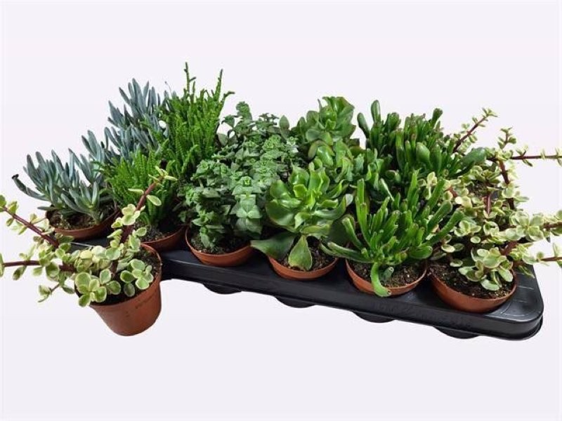 SUCCULENTEN  MIX  M 9 (BANDEJA 18 Und )