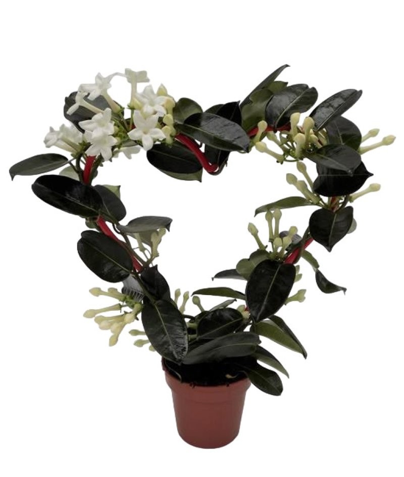 STEPHANOTIS  M12 COR