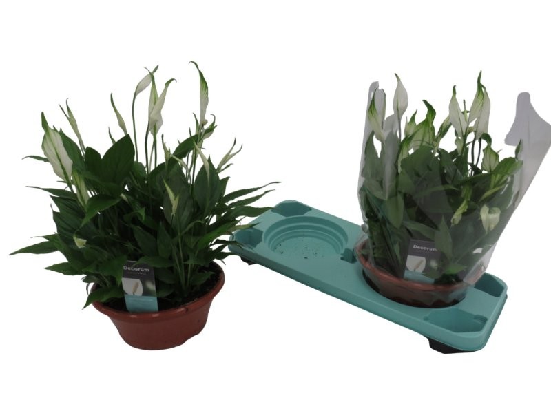 SPATHIPHYLLUM CHOPIN TARRINA M23