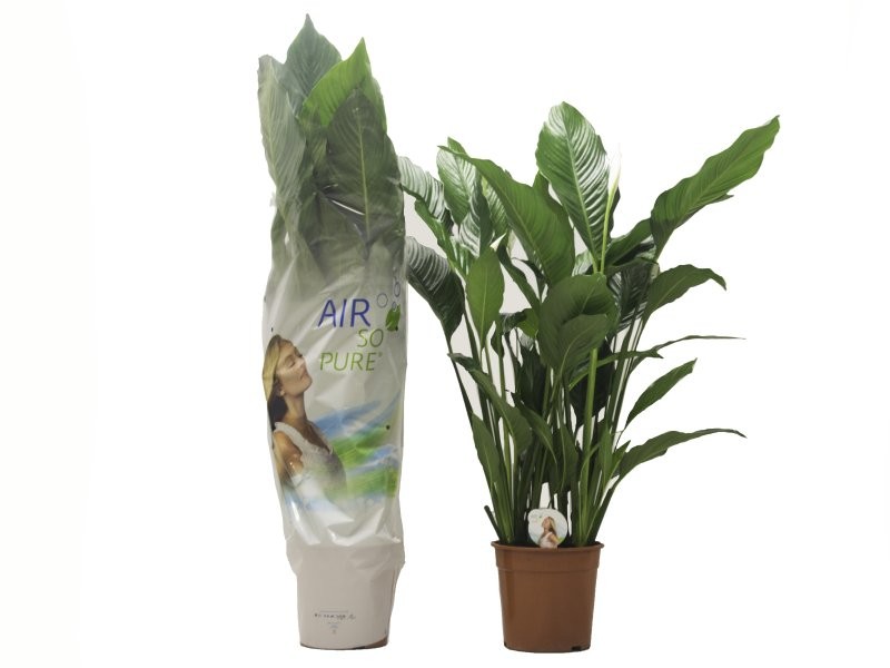 SPATHIPHYLLUM  M24- 110cm. Sebastiano