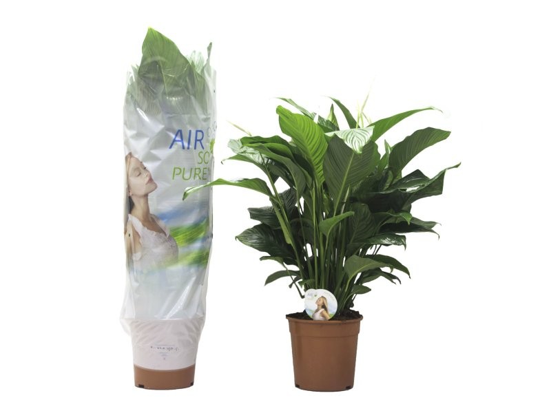 SPATHIPHYLLUM  M24- 100cm. Sweet Silvana
