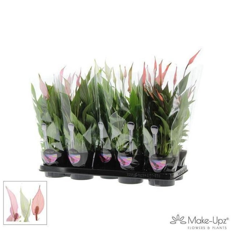 SPATHIPHYLLUM  M13 Make-upz COLORAMA