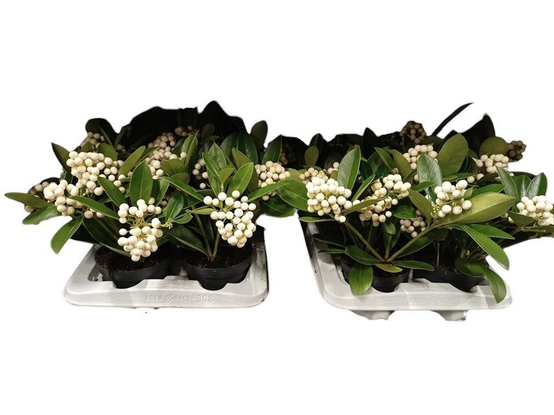 SKIMMIA JAPONIACA M12 OBerries White