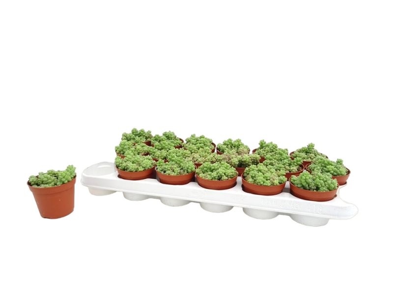 SEDUM  BURRITO  M 9