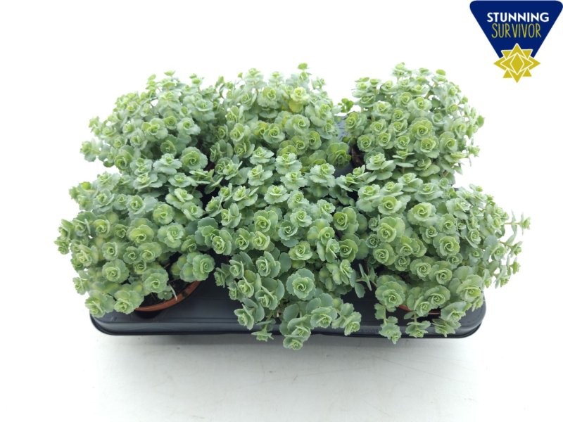 SEDUM  M12 SIEBOLDII Pilarica  Mediovariegatum