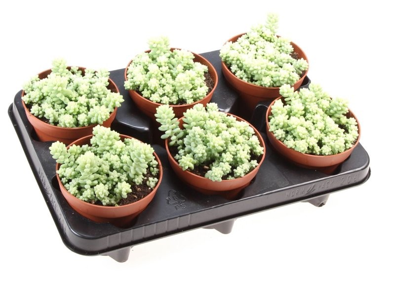 SEDUM  BURRITO  M12 Burrito