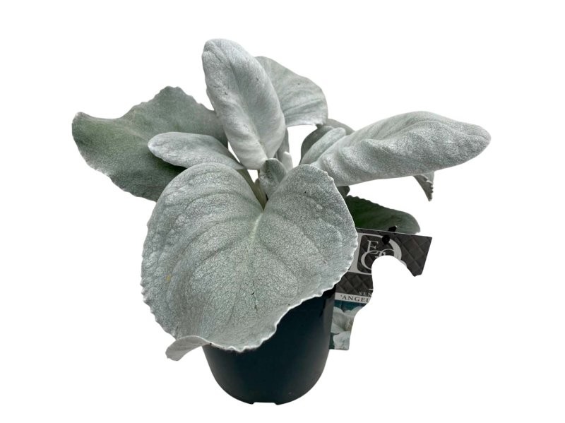 SENECIO  ANGEL WINGS M23