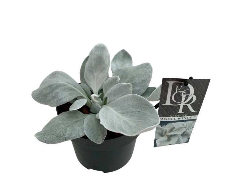 SENECIO  ANGEL WINGS M17