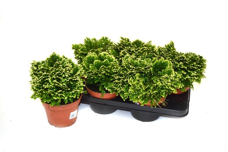 SELAGINELLA  M23  Uncinata Peacock Penjador