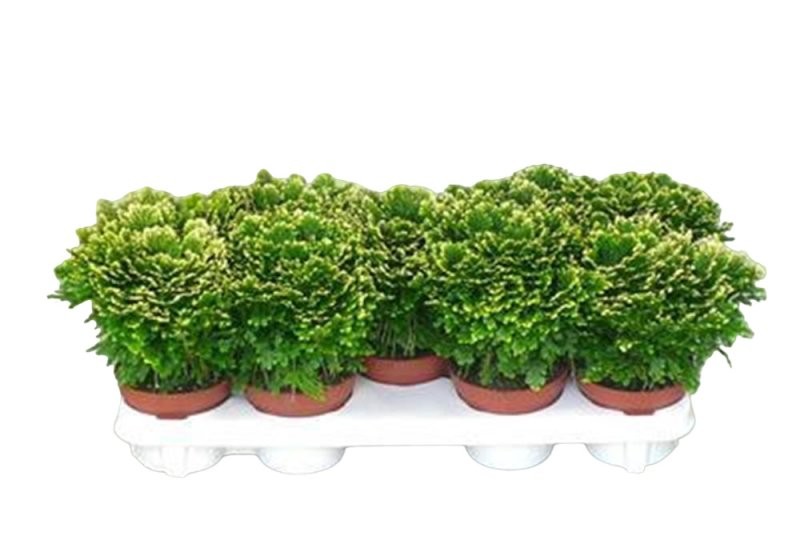 SELAGINELLA  M12  jori