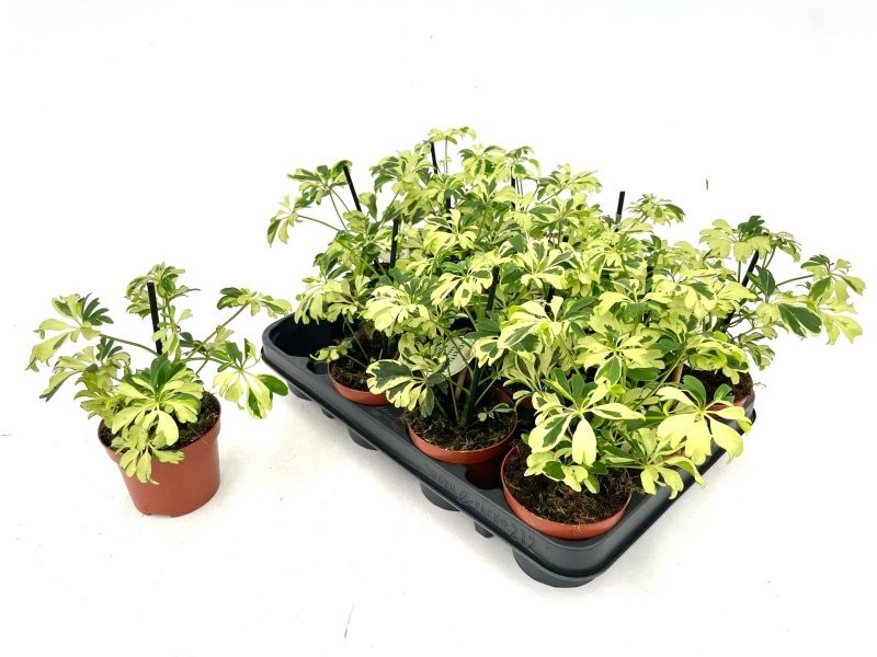 SCHEFFLERA M 9 MINI JANINE