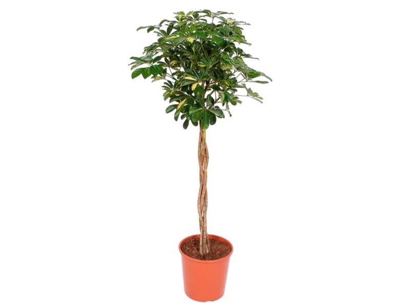 SCHEFFLERA  BOLA  M30-160cm.