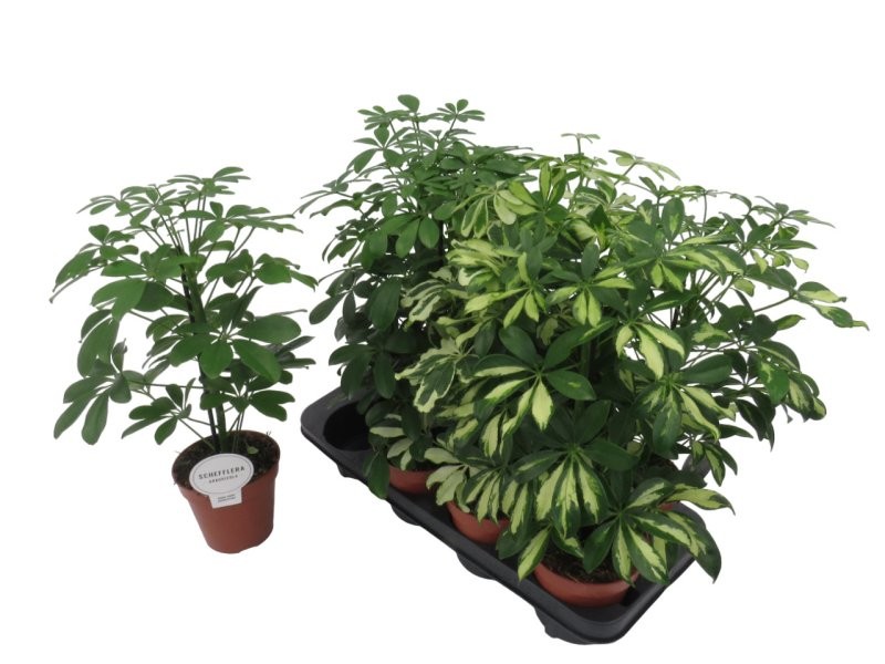 SCHEFFLERA  M13- 45CM