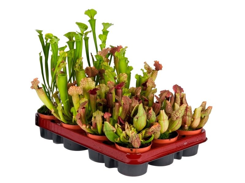 SARRACENIA  M 9 mix carnivores