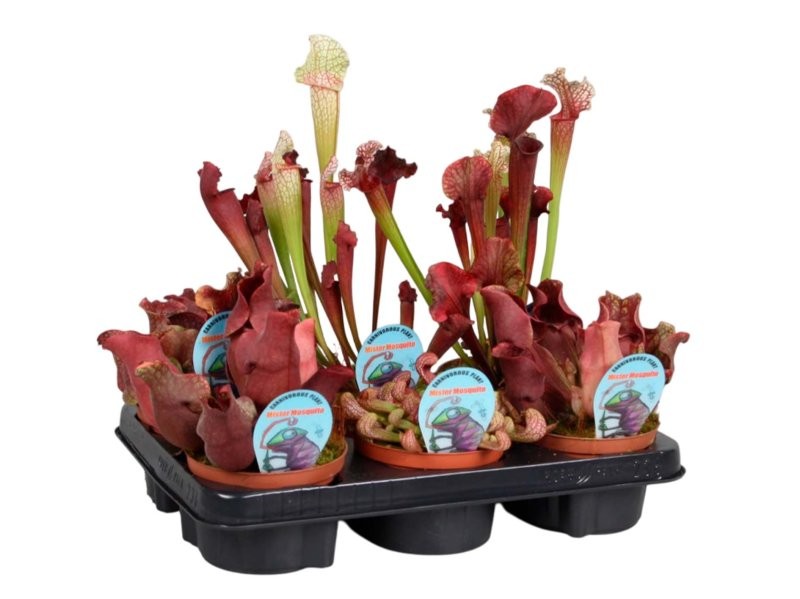 SARRACENIA  M12 mix premium