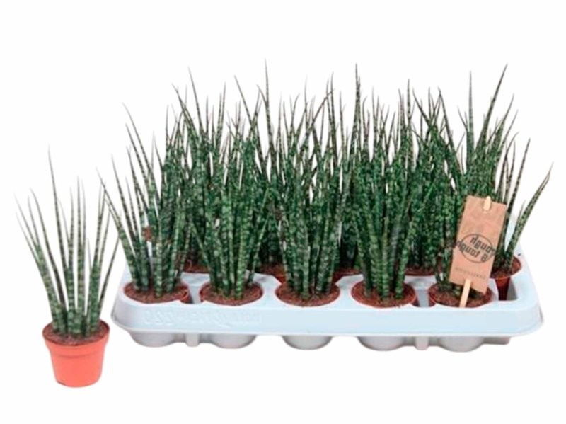 SANSEVIERIA FERNWOOD MIKADO M 6