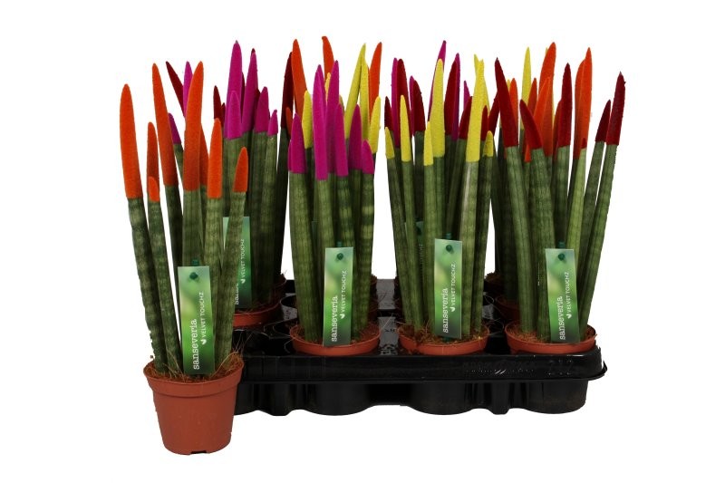 SANSIVIERIA CILINDRICA M 9 VELVET