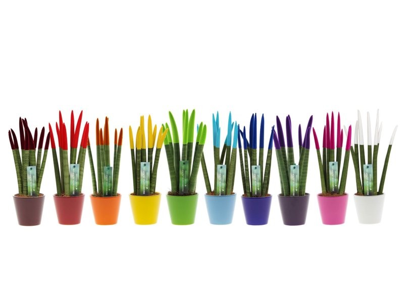 SANSIVIERIA CILINDRICA M 9 VELVET CERAMICA