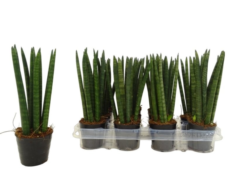 SANSIVIERIA CILINDRICA  M 9- 25cm. STRAIGHT
