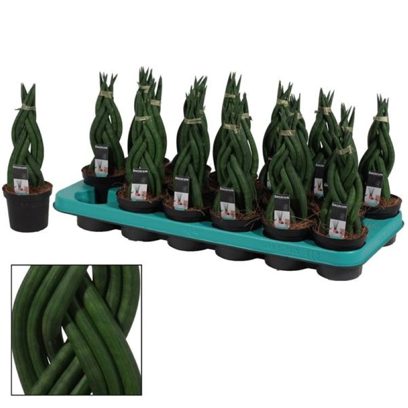 SANSIVIERIA CILINDRICA M 9 BRAID