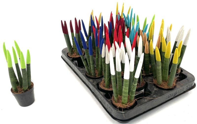 SANSIVIERIA CILINDRICA M 6 VELVET