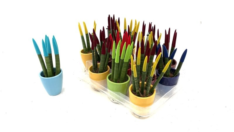 SANSIVIERIA CILINDRICA M 6 VELVET CERAMICA