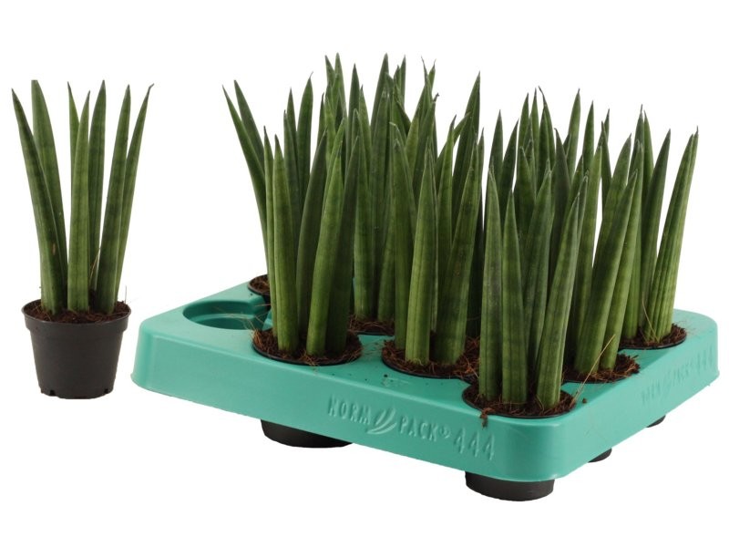 SANSIVIERIA CILINDRICA M 6 STRAIGH