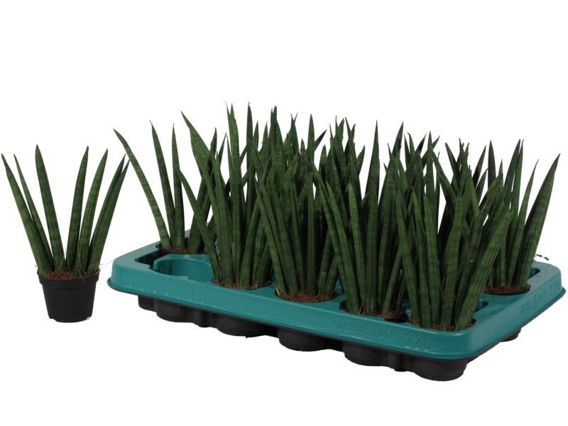 SANSIVIERIA CILINDRICA M 6 FAN