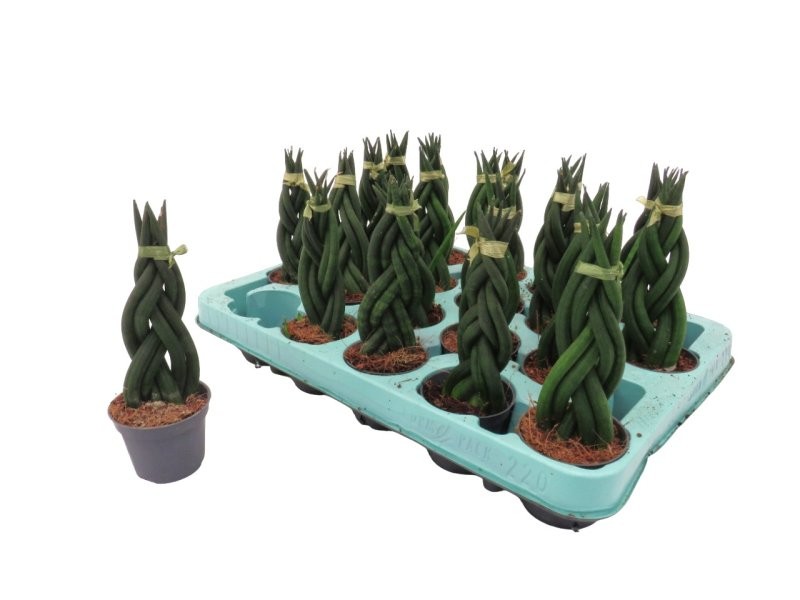 SANSIVIERIA CILINDRICA M 6 BRAID