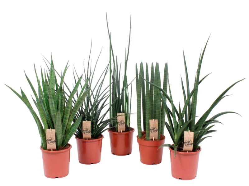 SANSIVIERIA CILINDRICA  M17- 75cm. MIX