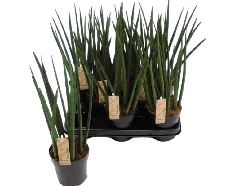 SANSIVIERIA CILINDRICA  M14- 45cm.