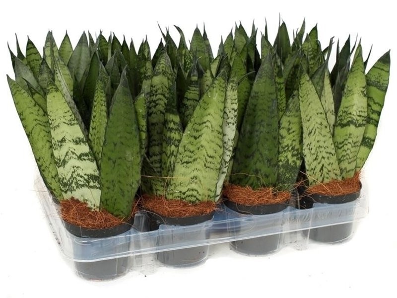 SANSEVIERIA  M 9  ZEYLANICA FAN