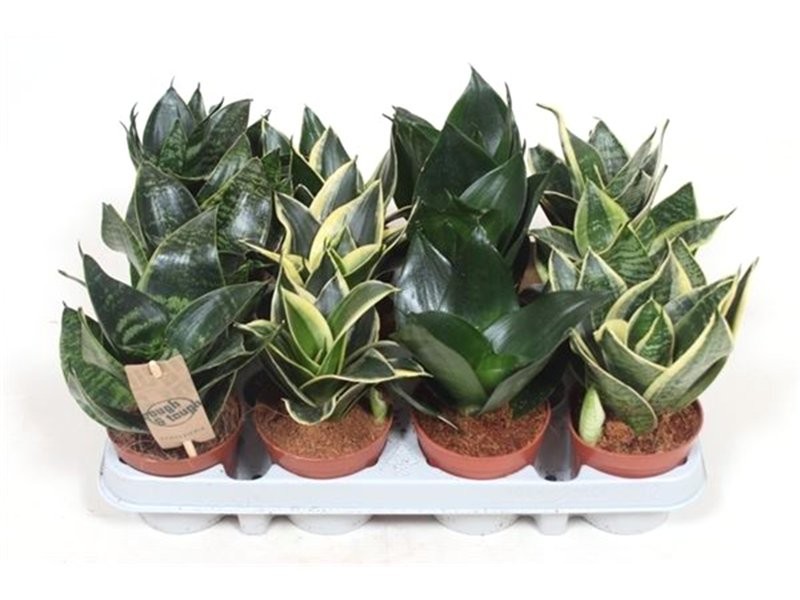 SANSEVIERIA M 9 TRIFASCIATA Hahnii