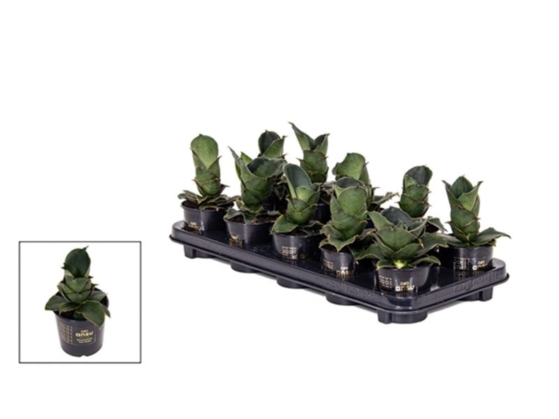 SANSEVIERIA M 9 STAR ROSE