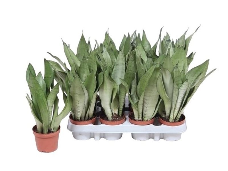 SANSEVIERIA  M 9 MOONSHINE