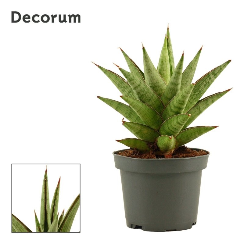 SANSEVIERIA M 9 H17 JEWEL CROWN