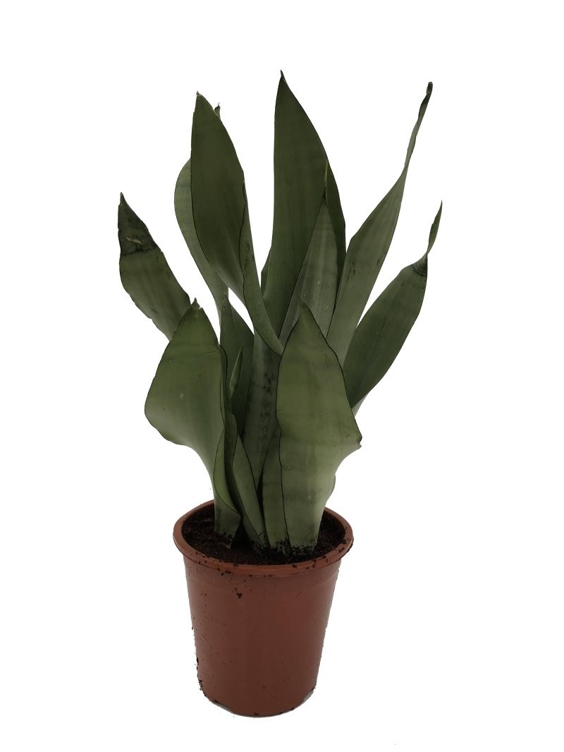 SANSEVIERIA M17- 60cm. MONSHINE