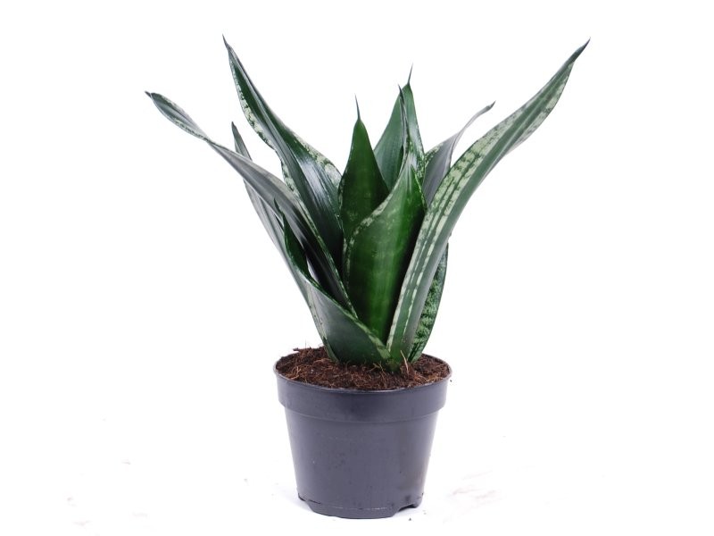 SANSEVIERIA  M14  TRIFASCIATA Grey Stripe/ Silvel