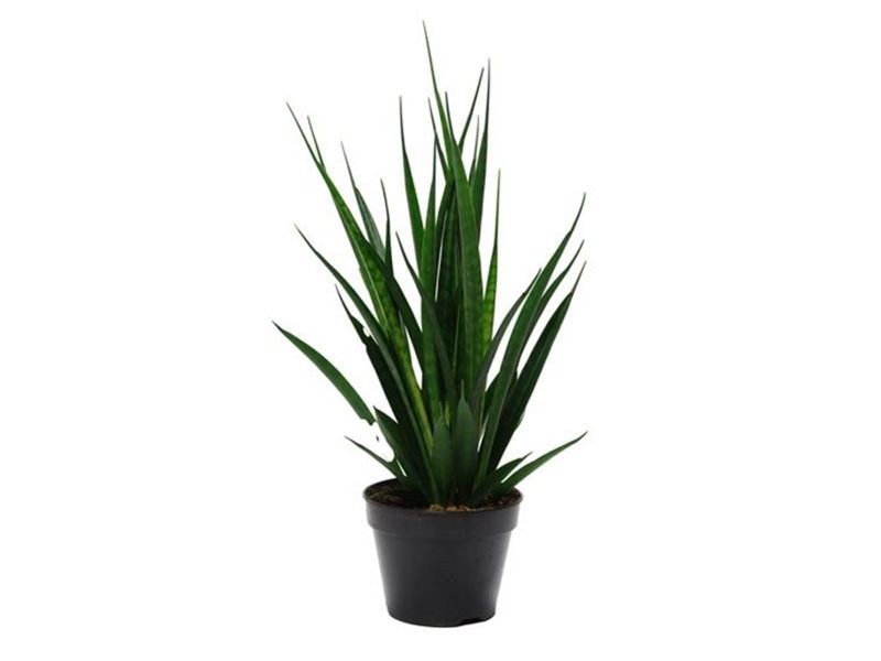 SANSEVIERIA  M15- 45cm. KIRKII FRIENDS