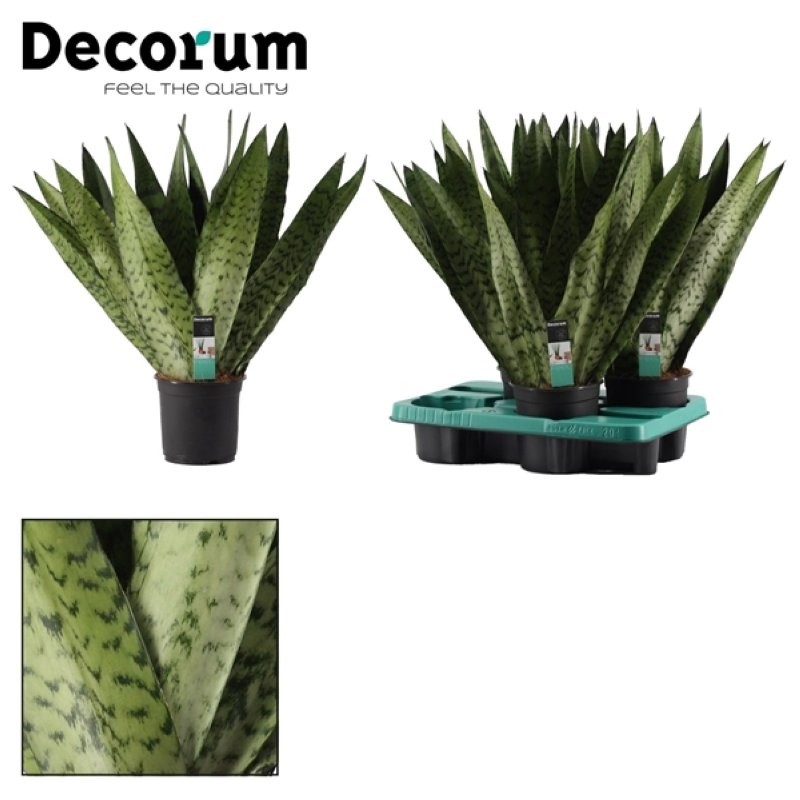 SANSEVIERIA  M14  ZEYLANICA FAN