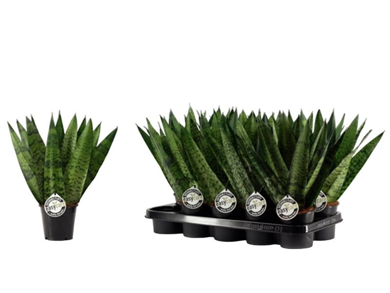 SANSEVIERIA  M12  ZEYLANICA FAN