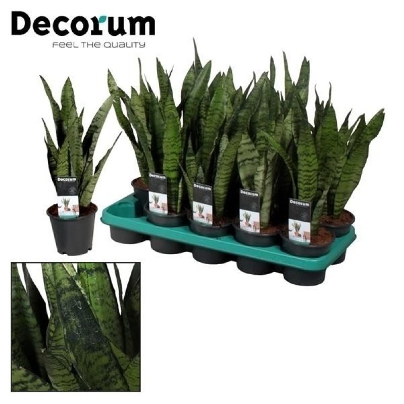 SANSEVIERIA M12- 40cm. ZEYLANICA