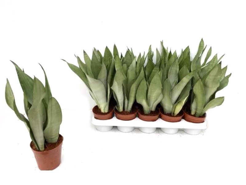 SANSEVIERIA  M12 MOONSHINE