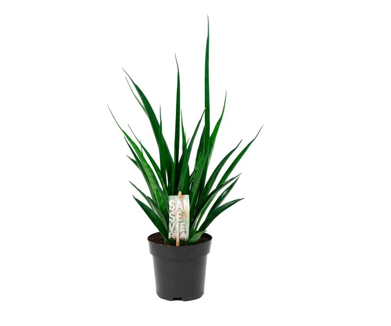 SANSEVIERIA  M12- 40cm. KIRKII FRIENDS