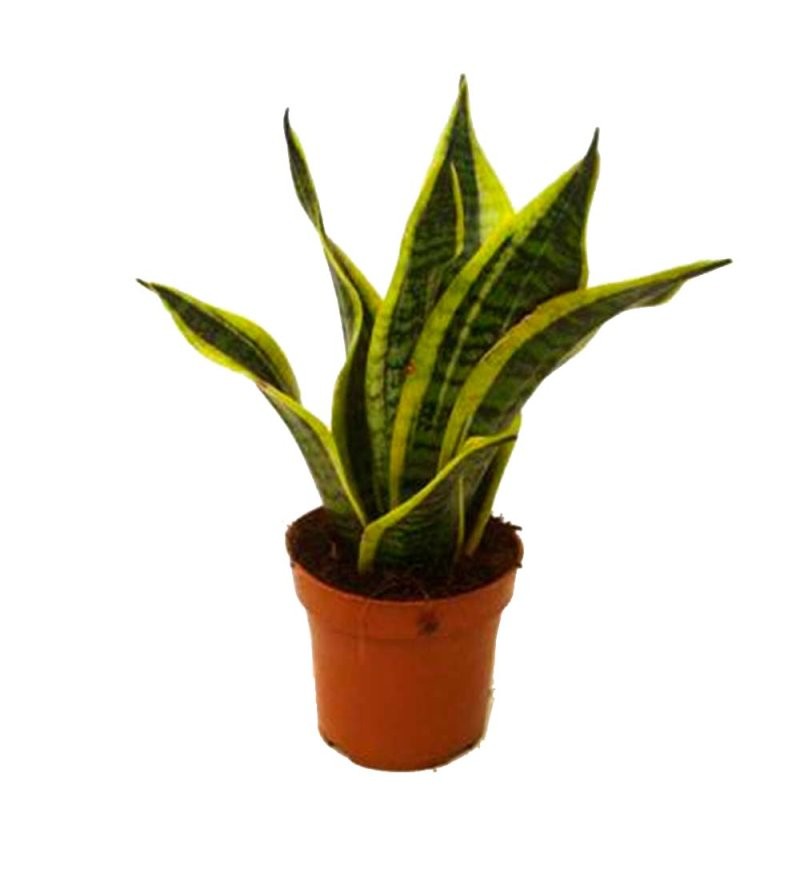 SANSEVIERIA M12- 35cm. FUTURA